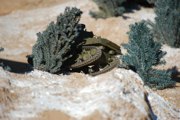DSC_0678.JPG