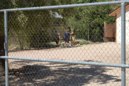 The neighbor has a few goats and chickens..... literally!